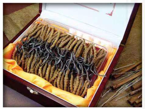 白河冬虫夏草回收